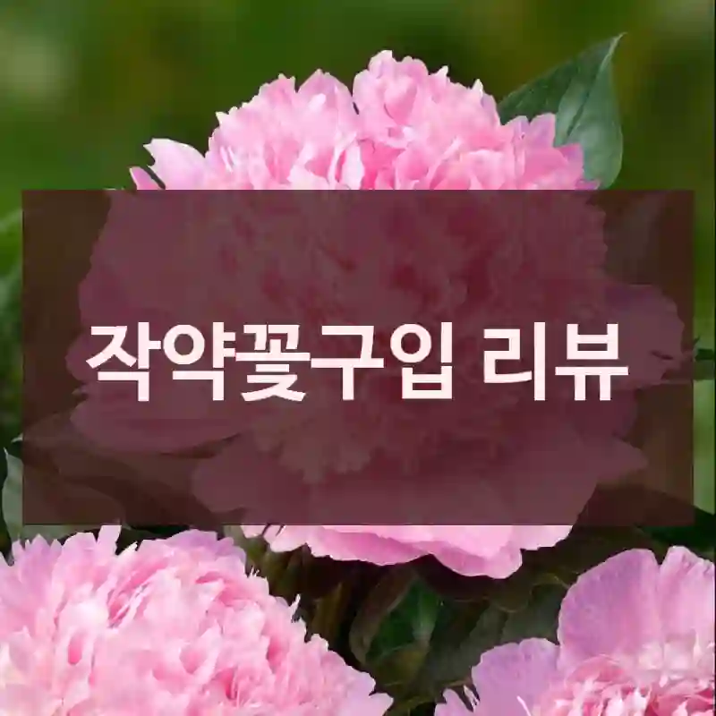 작약꽃구입 리뷰