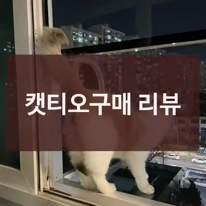 캣티오구매 리뷰
