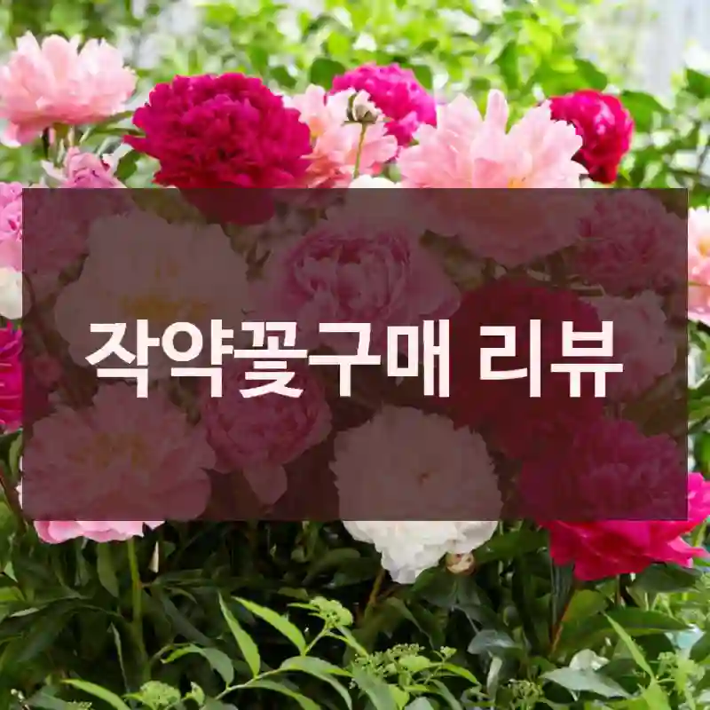 작약꽃구매 리뷰