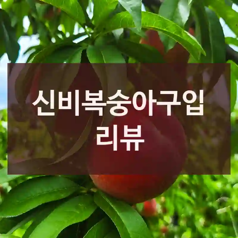 신비복숭아구입 리뷰