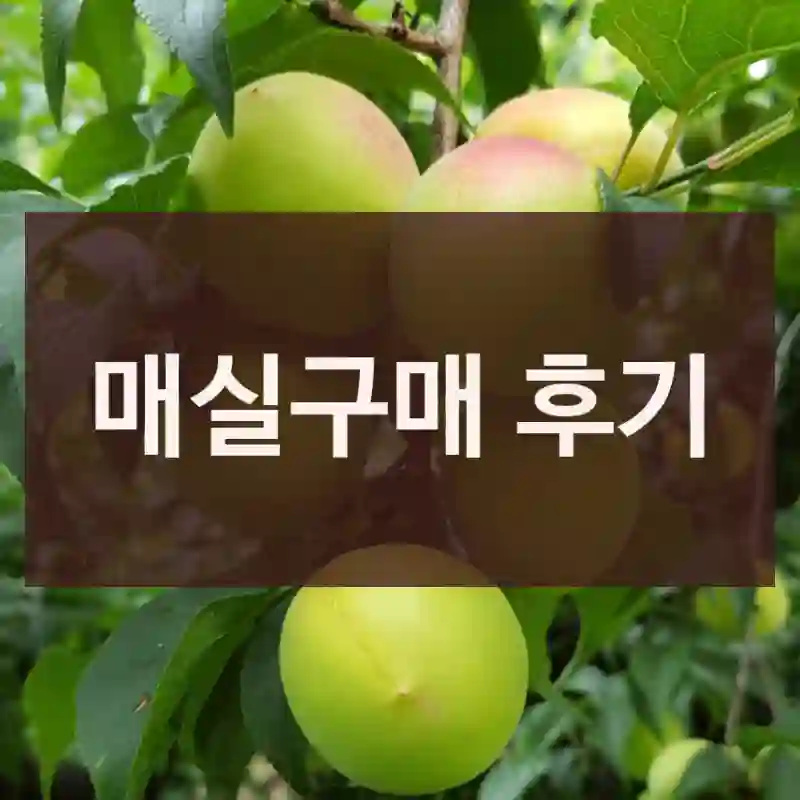 매실구매 후기