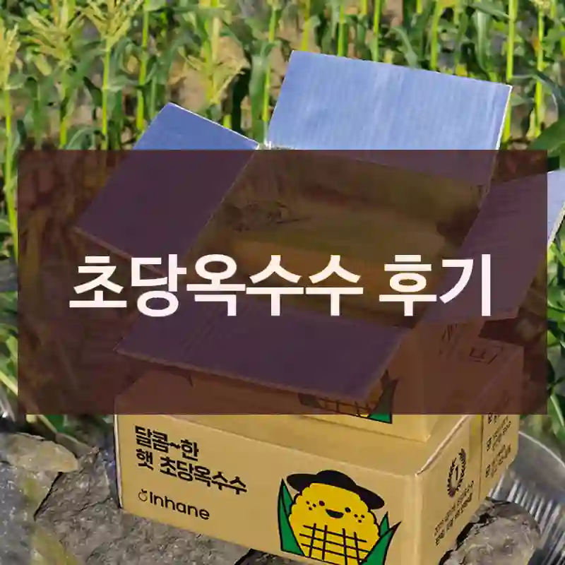 초당옥수수 후기