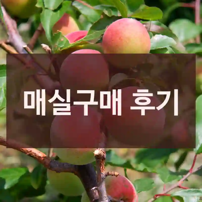 매실구매 후기