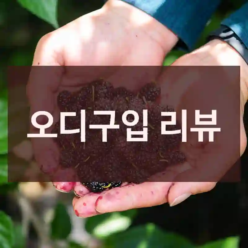 오디구입 리뷰
