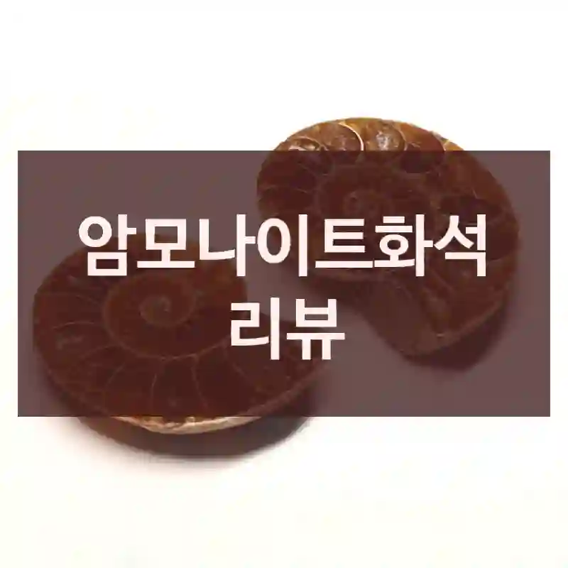암모나이트화석 리뷰