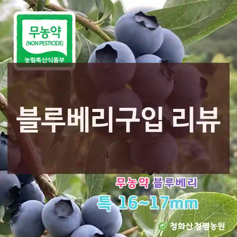 블루베리구입 리뷰